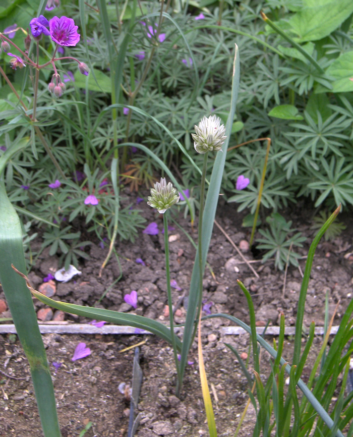 Image of Allium darwasicum specimen.