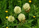 Trifolium trichocephalum. Верхушки побегов с соцветиями. Карачаево-Черкесия, окр. пос. Нижний Архыз, влажный луг у берега р. Большой Зеленчук. 14.06.2015.