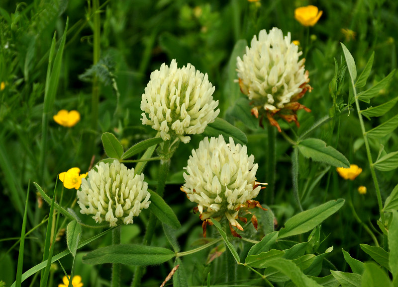 Image of Trifolium trichocephalum specimen.