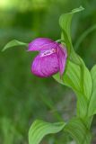 Cypripedium macranthos. Верхушка побега с цветком. Республика Алтай, Шебалинский р-н, окр. с. Камлак, сосновый лес правого борта долины р. Сема, нижняя часть склона. 05.06.2015.