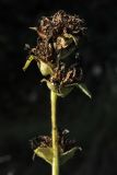 Campanula glomerata