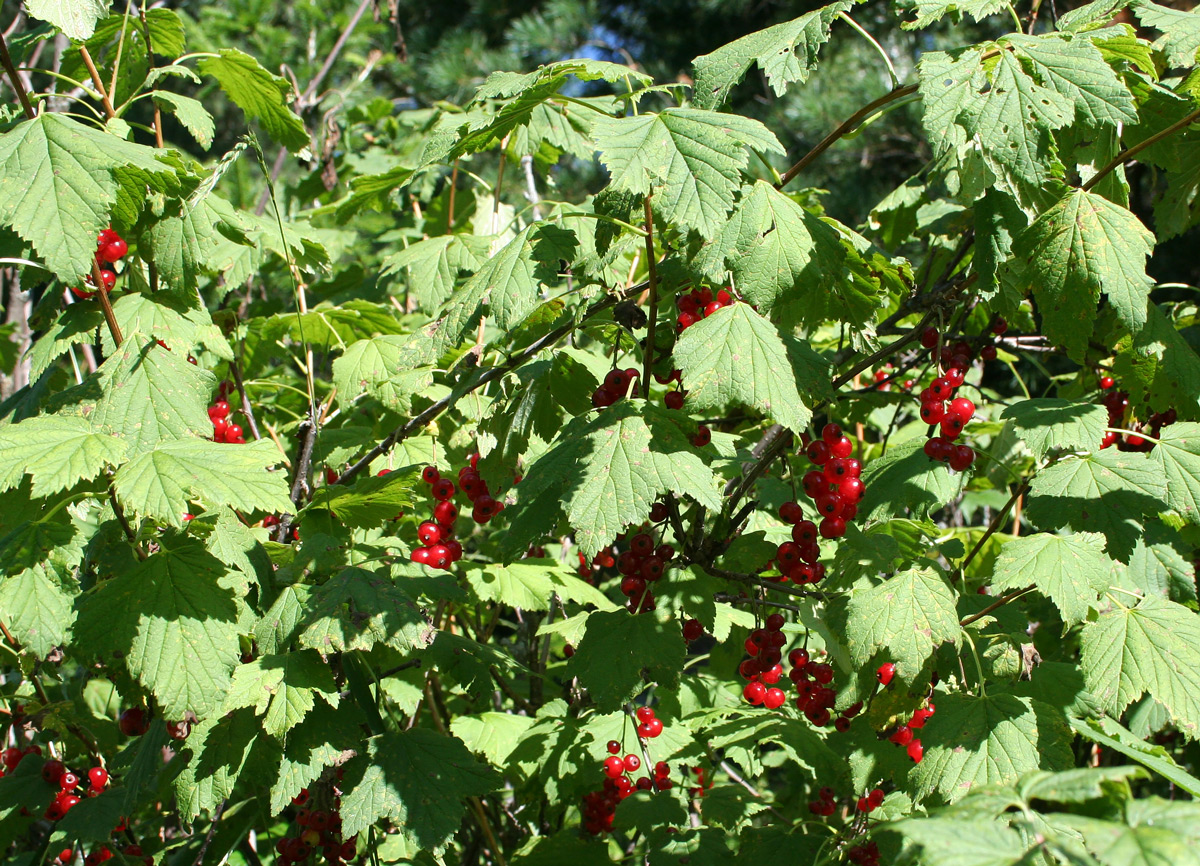 Image of Ribes atropurpureum specimen.