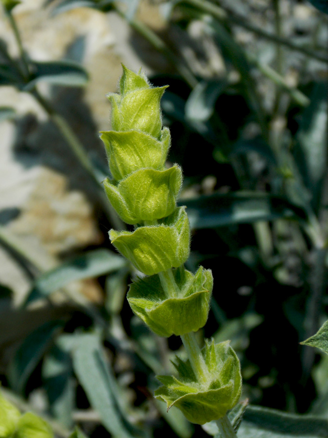 Image of Sideritis euxina specimen.