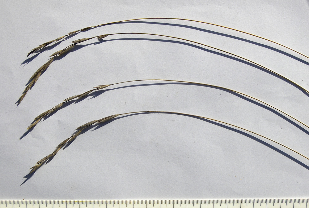 Image of Brachypodium rupestre specimen.