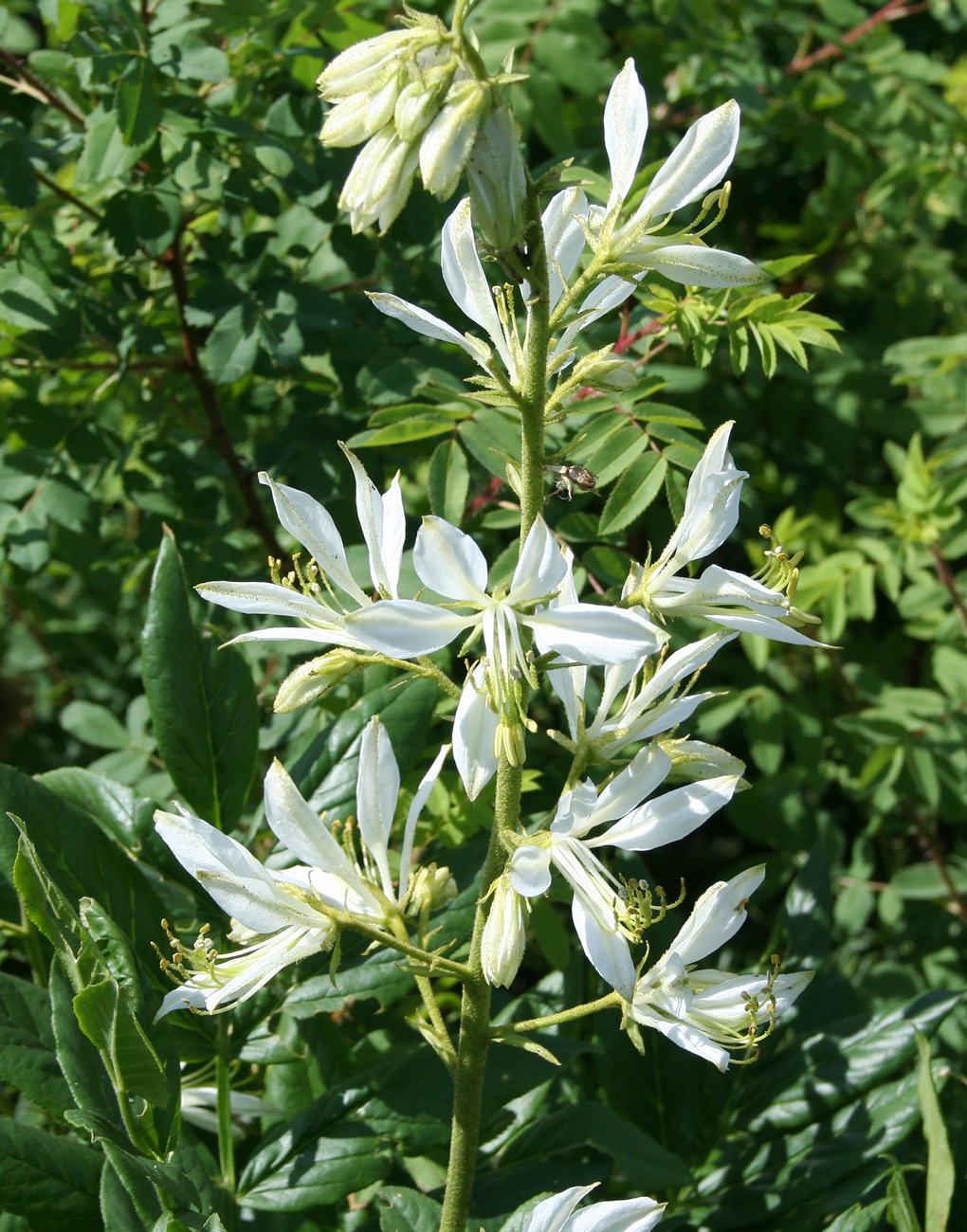 Image of Dictamnus angustifolius specimen.