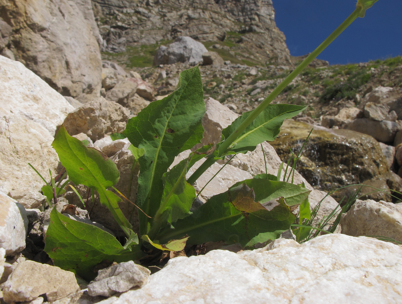 Image of Cicerbita racemosa specimen.