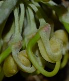 Hakea chordophylla