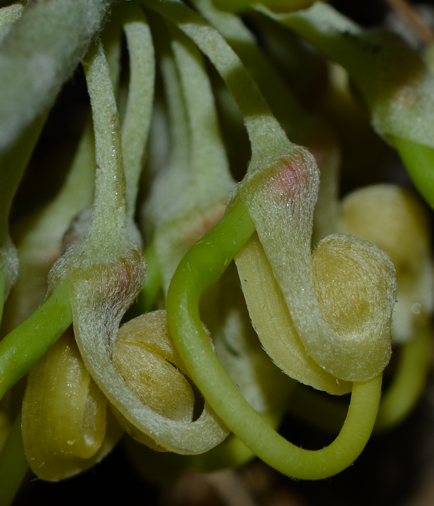 Image of Hakea chordophylla specimen.