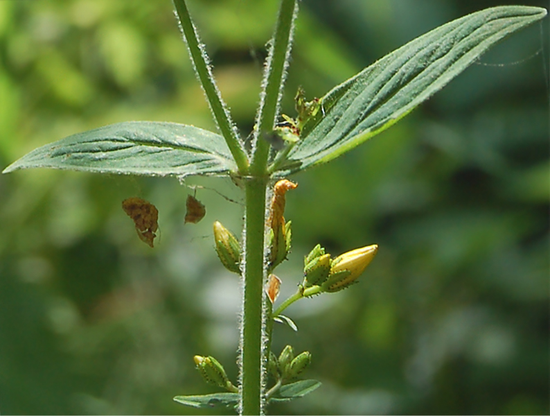 Изображение особи Hypericum hirsutum.