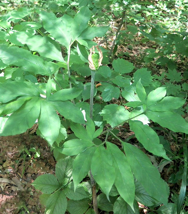 Изображение особи Arisaema peninsulae.