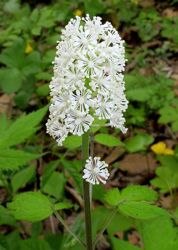 Image of Actaea asiatica specimen.