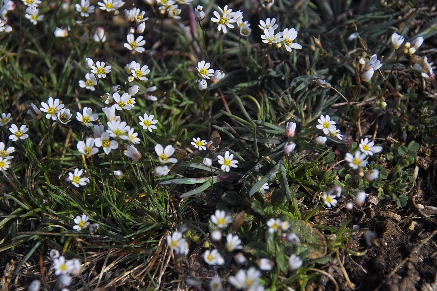 Изображение особи Erophila verna.