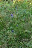 Gentianopsis barbata. Цветущие растения. Свердловская обл., окр. г. Североуральск, разнотравная обочина дороги в сосново-еловом лесу. 15.08.2006.