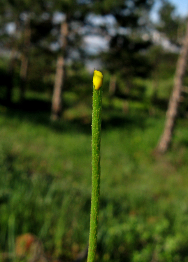 Image of Papaver stevenianum specimen.