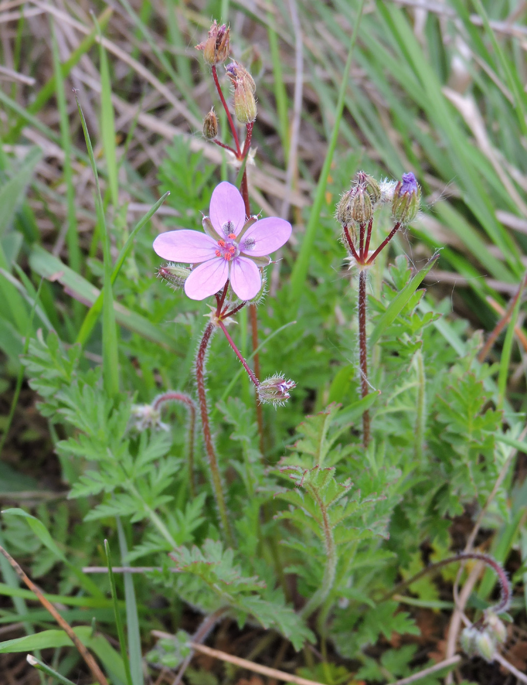 Изображение особи Erodium cicutarium.