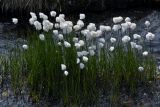 Eriophorum scheuchzeri