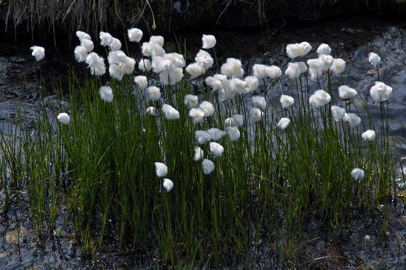 Изображение особи Eriophorum scheuchzeri.