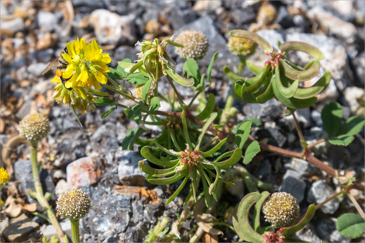Image of Trigonella corniculata ssp. balansae specimen.