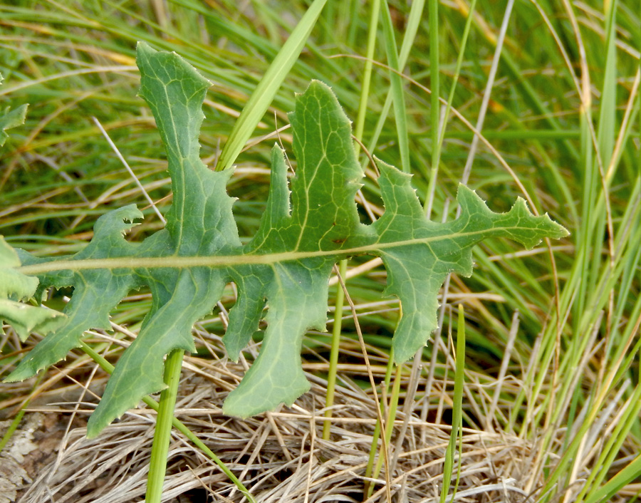 Изображение особи Lactuca tuberosa.