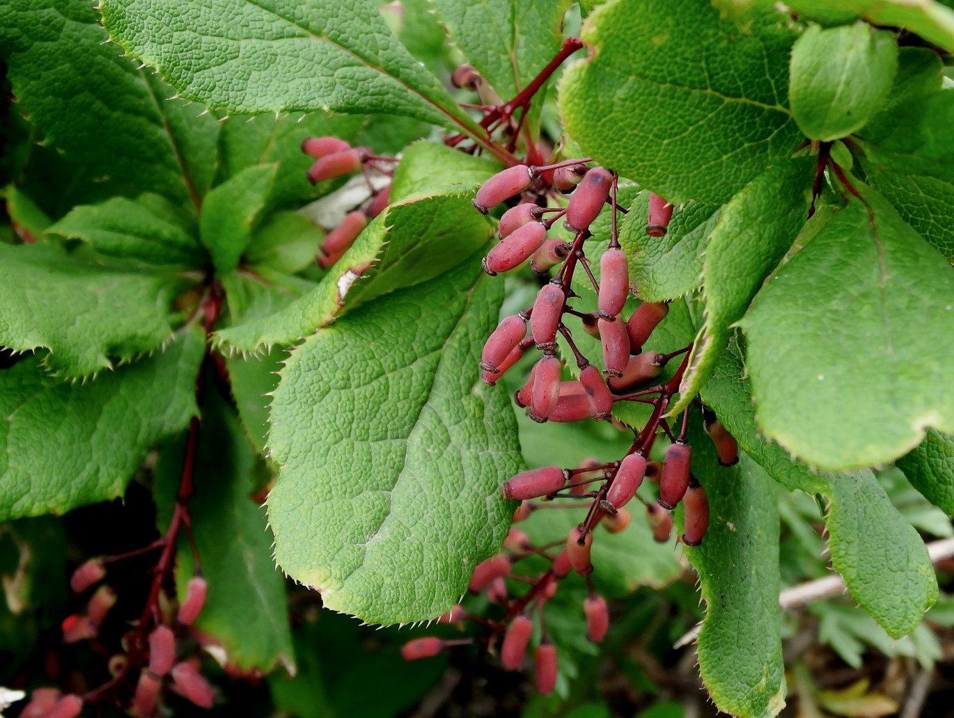 Изображение особи Berberis amurensis.