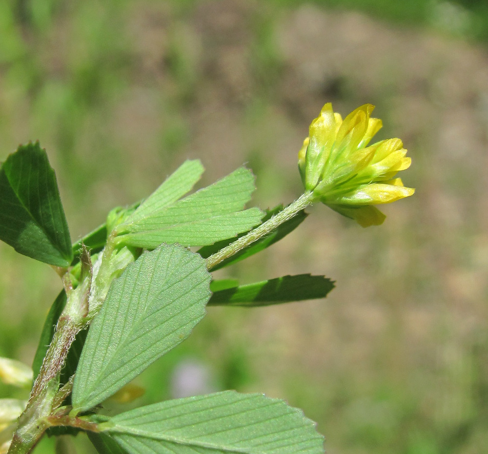 Изображение особи Trifolium dubium.