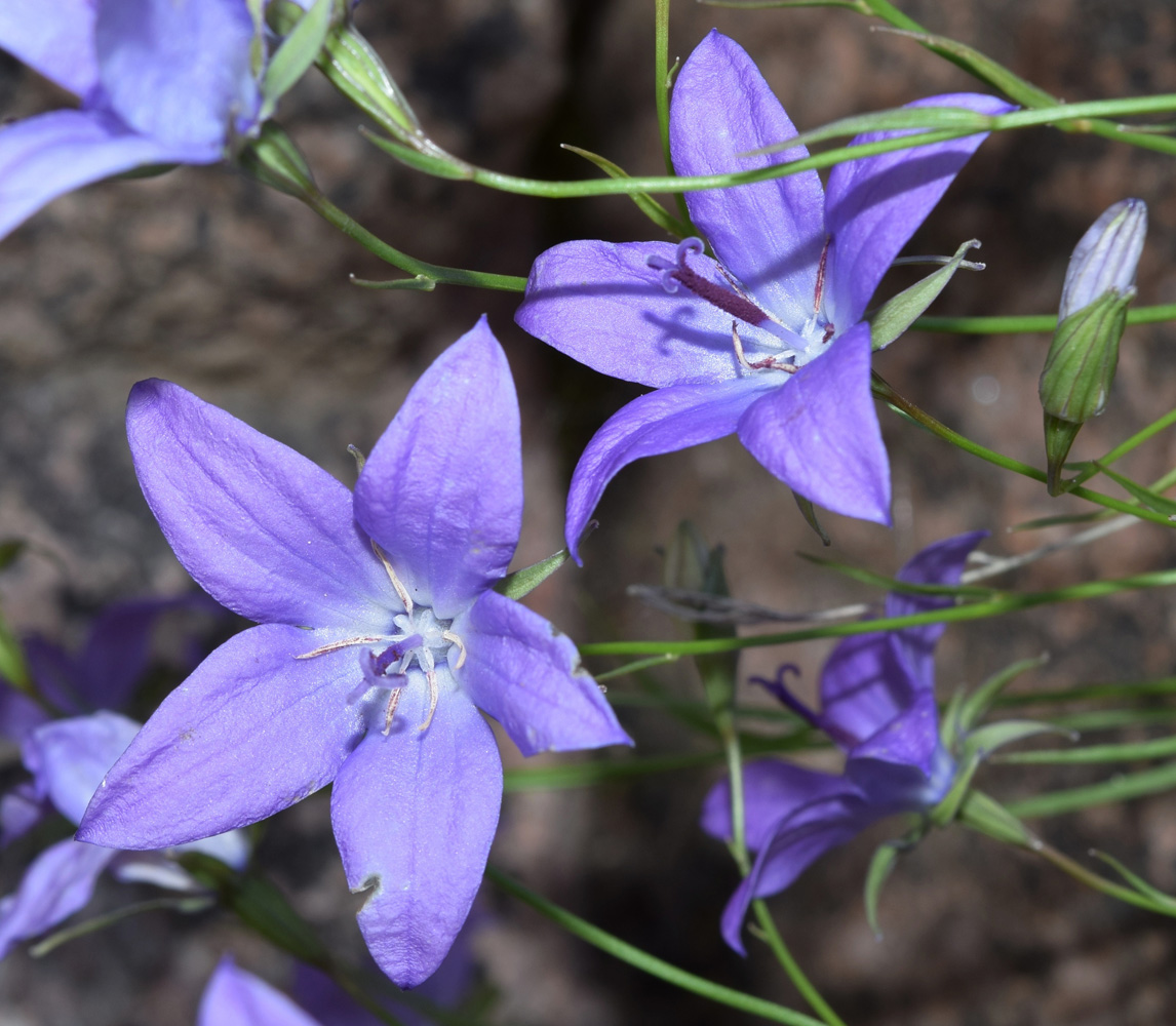 Изображение особи Campanula alberti.