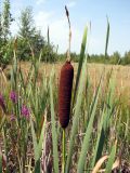 Typha latifolia