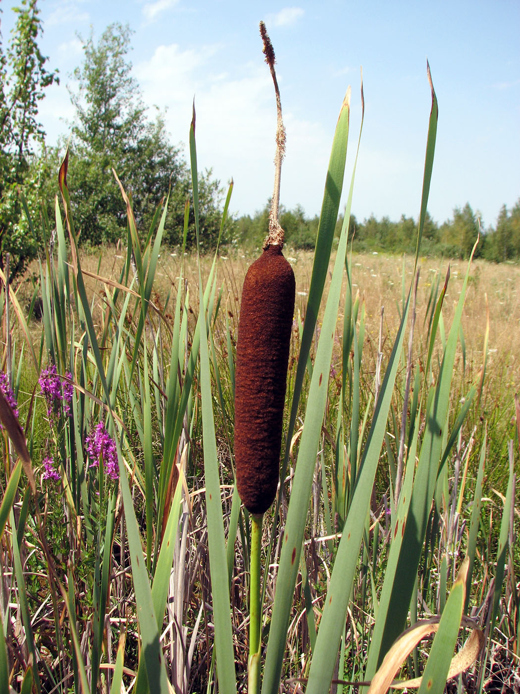 Изображение особи Typha latifolia.