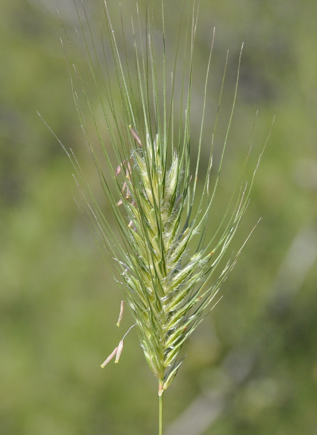 Image of Dasypyrum villosum specimen.