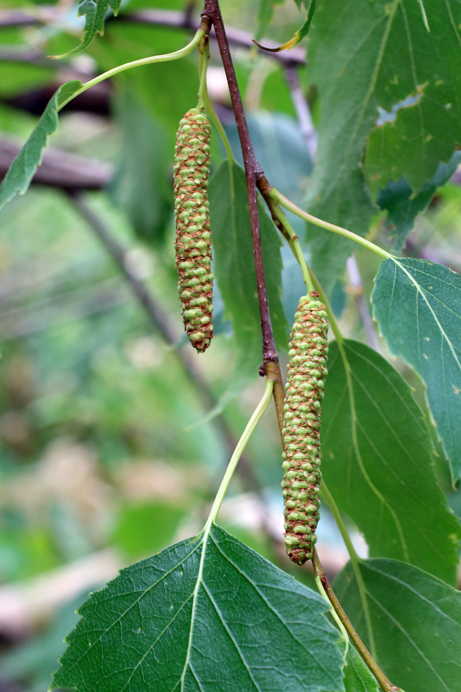 Image of Betula tianschanica specimen.