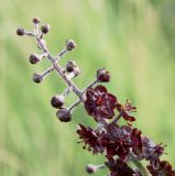 Veratrum nigrum