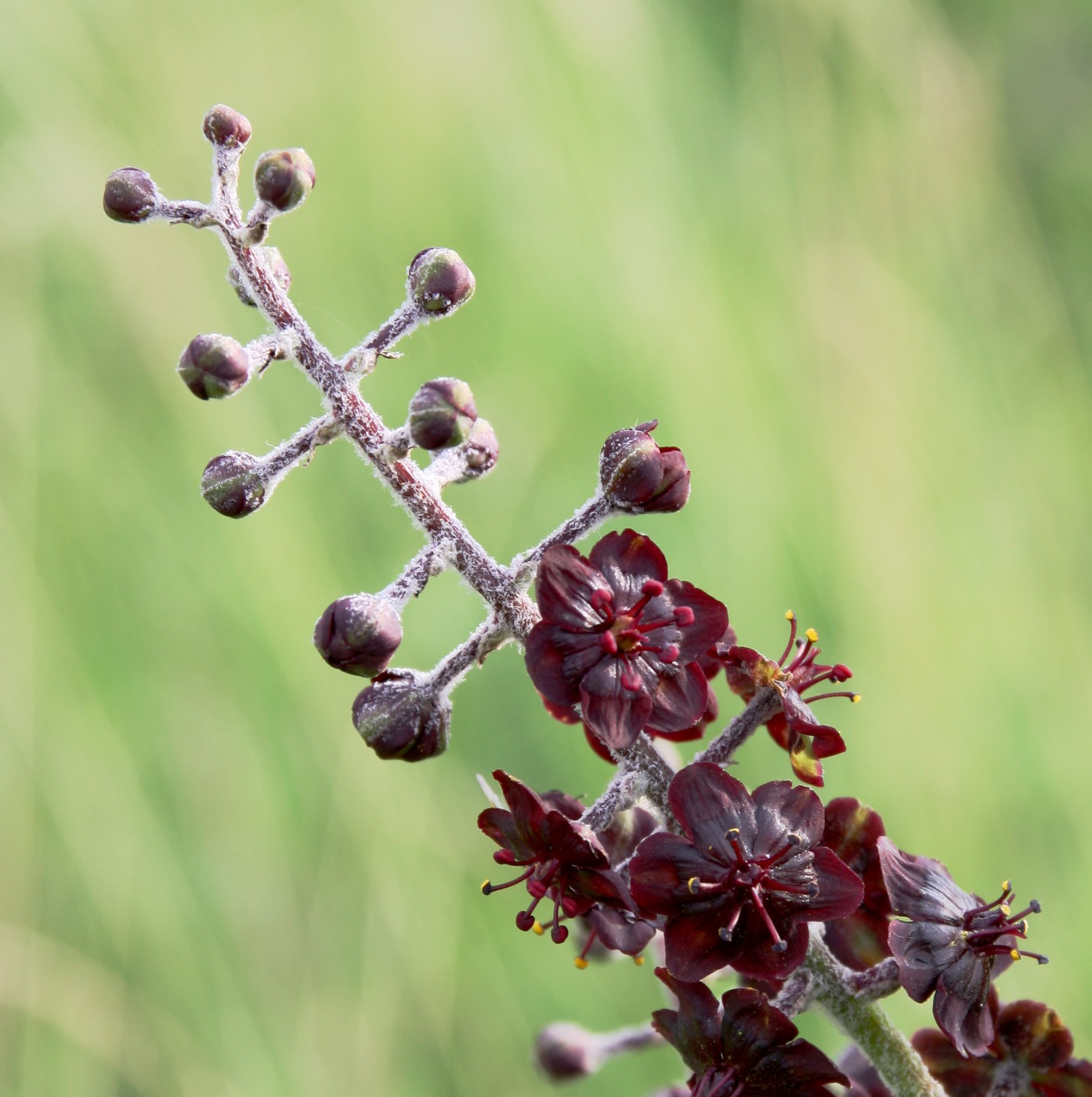 Изображение особи Veratrum nigrum.