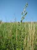 Artemisia latifolia