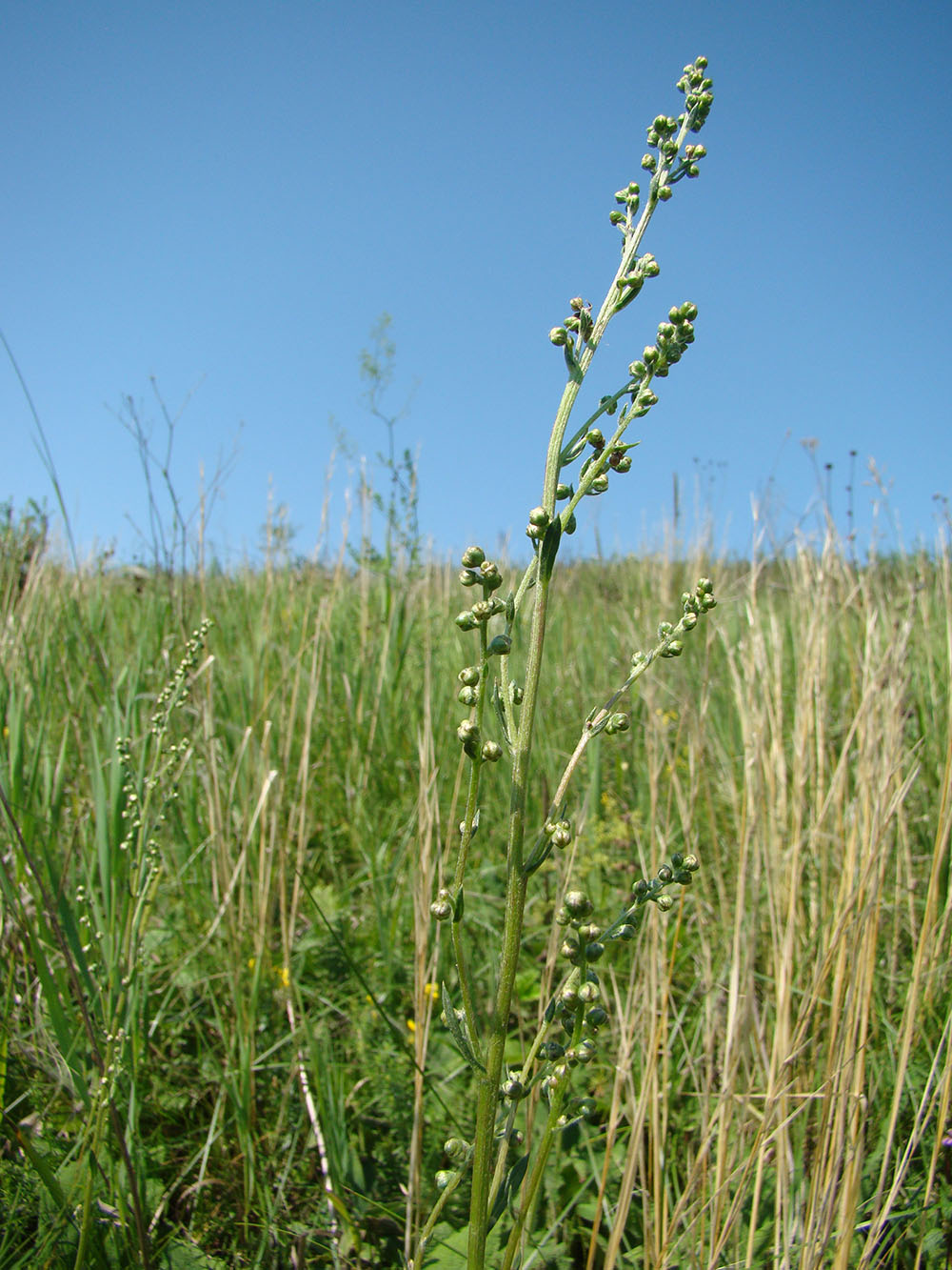 Изображение особи Artemisia latifolia.