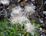 Dryas octopetala. Плоды. Исландия, национальный парк Ватнайокюдль (северная часть), долина Вестурдалур, каменистый склон. 05.08.2016.