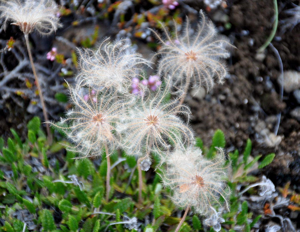 Image of Dryas octopetala specimen.