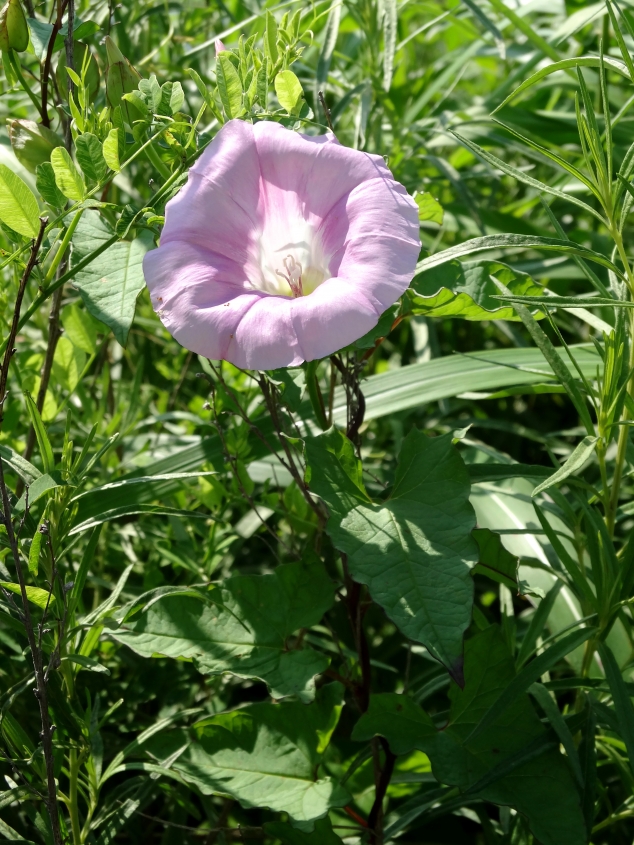 Изображение особи Calystegia inflata.