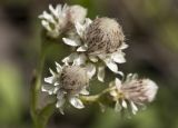 Antennaria dioica. Тычиночные соцветия. Московская обл., Талдомский р-н, окр. пос. Запрудня, зарастающая вырубка под ЛЭП. 17.06.2015.