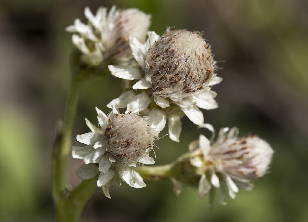 Изображение особи Antennaria dioica.