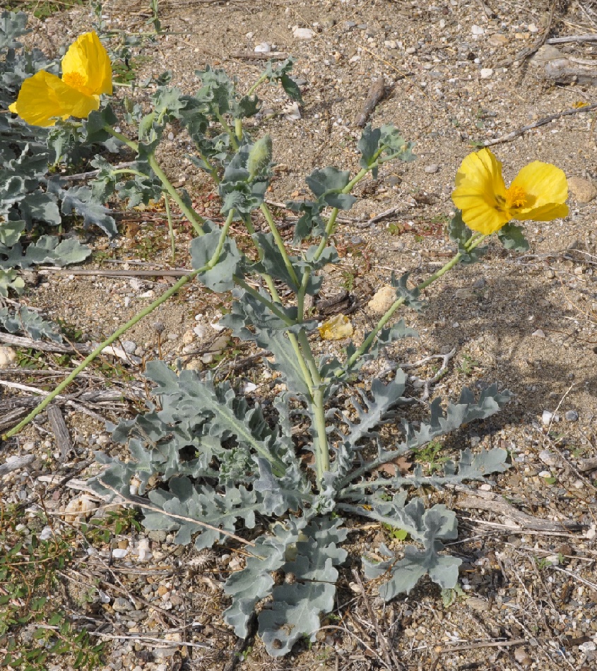 Изображение особи Glaucium flavum.