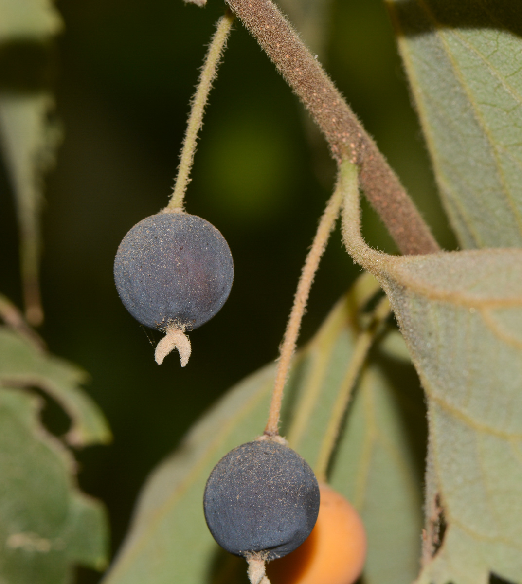 Изображение особи Celtis australis.