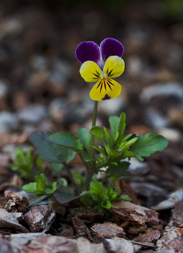 Изображение особи род Viola.