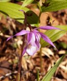 Calypso bulbosa