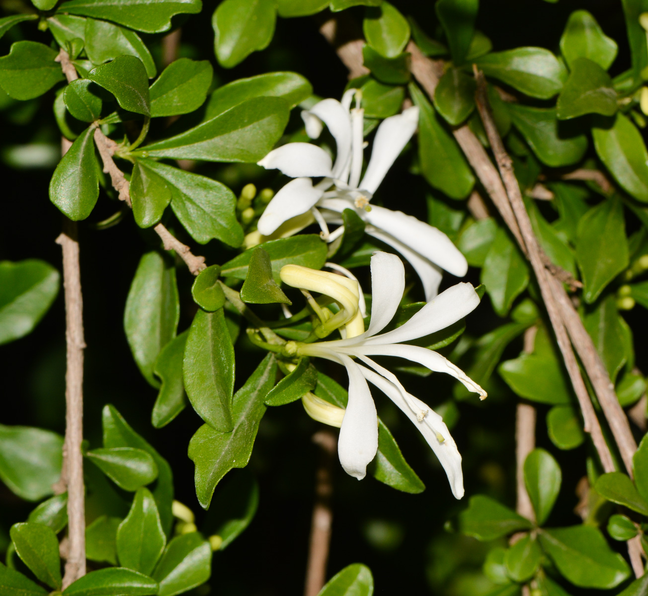 Изображение особи Turraea obtusifolia.