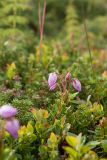 Phyllodoce caerulea. Цветущее растение в сообществе с Vaccinium myrtillus (широкие листья) и Empetrum hermaphroditum (побеги с мелкими листьями). Мурманская обл., Кольский р-н, окр. пос. Дальние Зеленцы, окр. Столбового озера, бугристая заболоченная тундра близ ручья, на бугре. 25.07.2016.