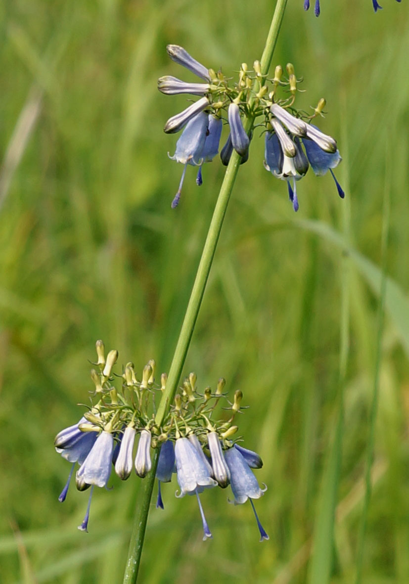 Изображение особи Adenophora verticillata.