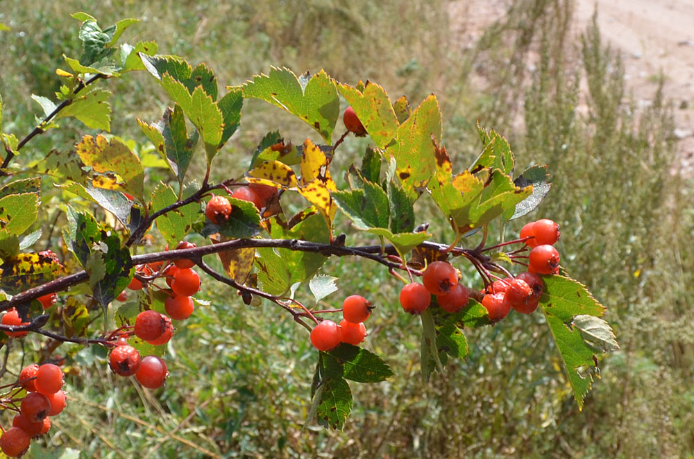 Image of Crataegus knorringiana specimen.