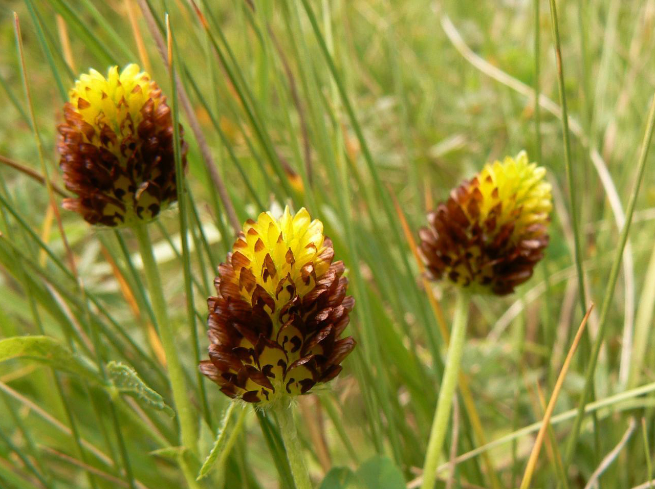 Image of Trifolium spadiceum specimen.