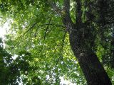 Carpinus betulus. Часть кроны и нижняя часть ствола средневозрастного дерева. Польша, Беловежа, Беловежская пуща. 23.06.2009.