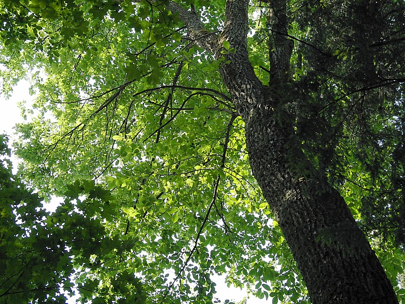 Image of Carpinus betulus specimen.